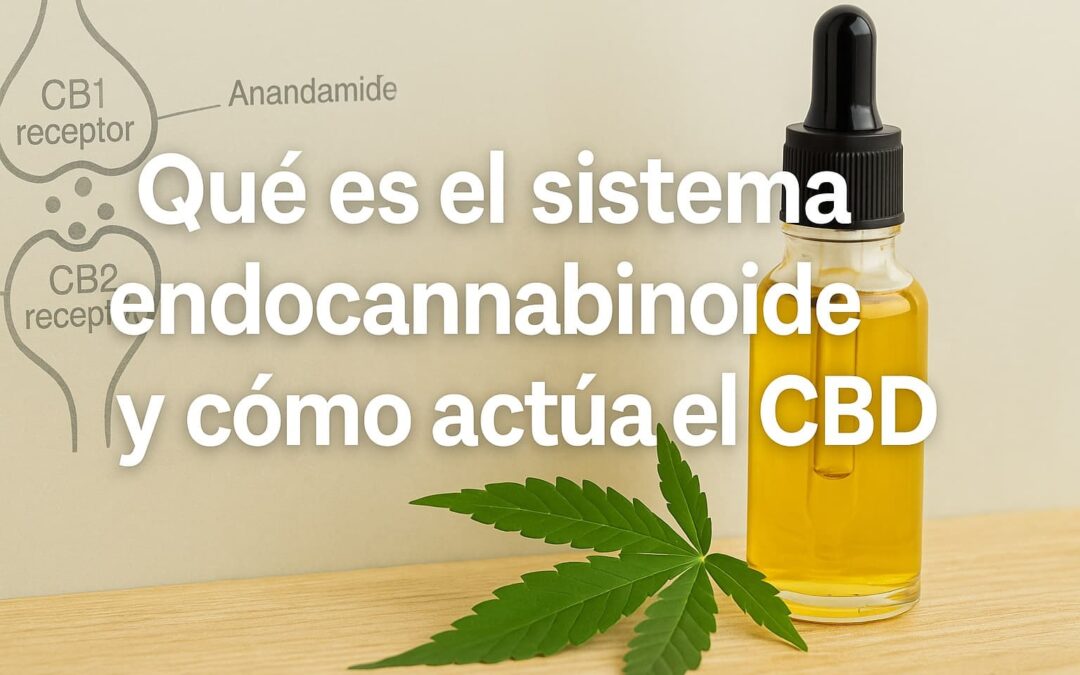 ¿Qué es el sistema endocannabinoide y cómo actúa el CBD?