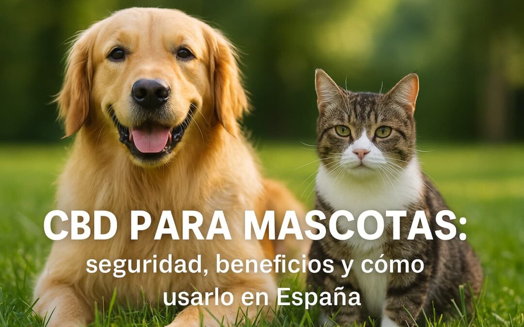 CBD para mascotas en España: Seguridad, beneficios y cómo usarlo