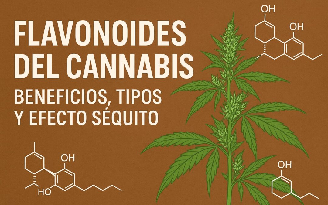 Flavonoides del cannabis: guía completa de beneficios, tipos y aplicaciones