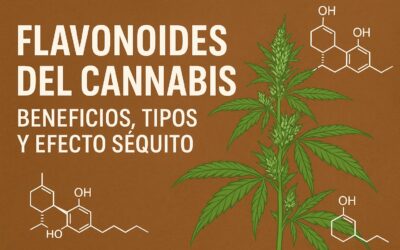 Flavonoides del cannabis: guía completa de beneficios, tipos y aplicaciones